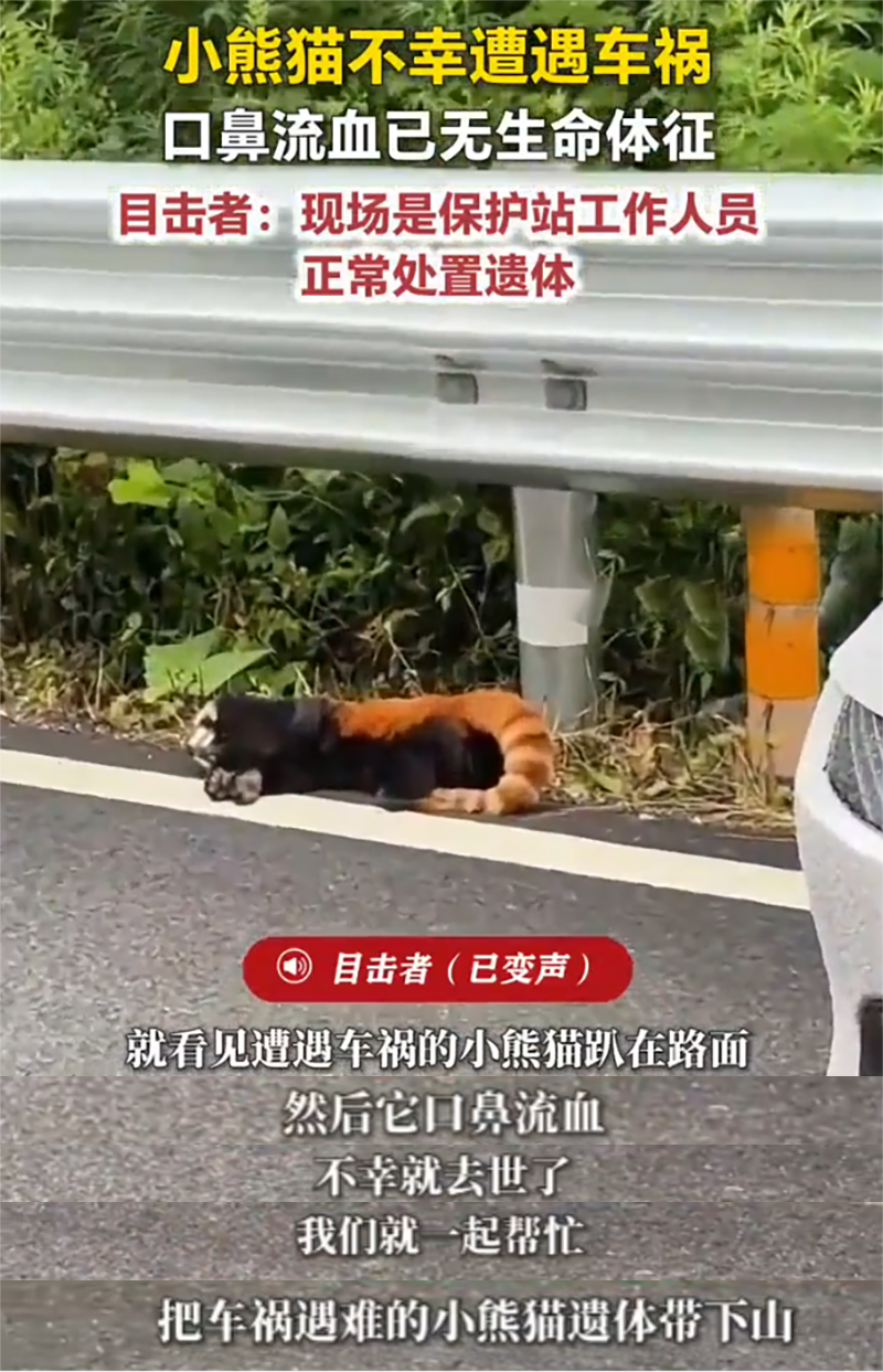 四川一小熊猫遭遇车祸导致死亡，撞死保护动物要承担法律责任吗？