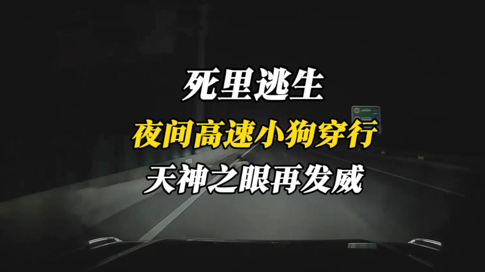 死里逃生！夜间高速小狗穿行，天神之眼再救一命